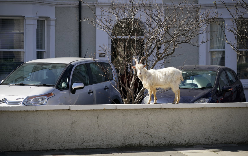Стадо коз в Лландидно, Уэльс. Фото Getty