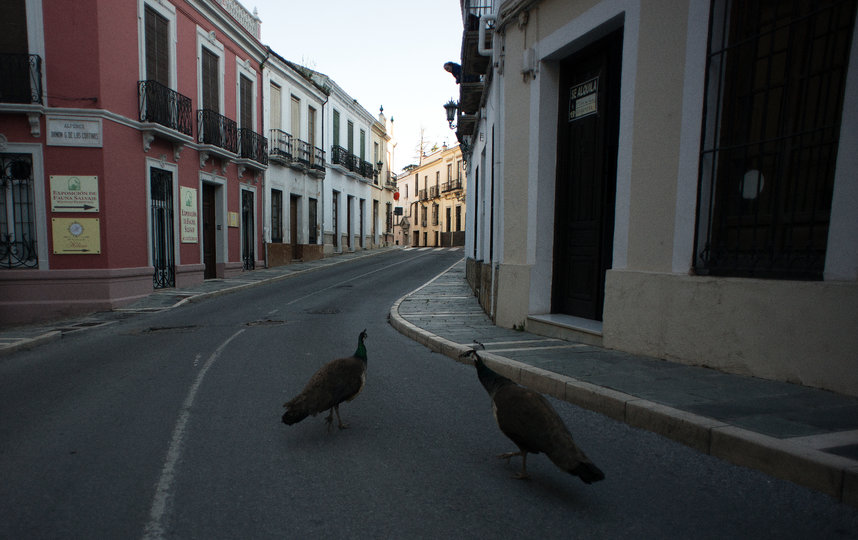 Павлины в испанском городе Ронда. 3 апреля. Фото AFP