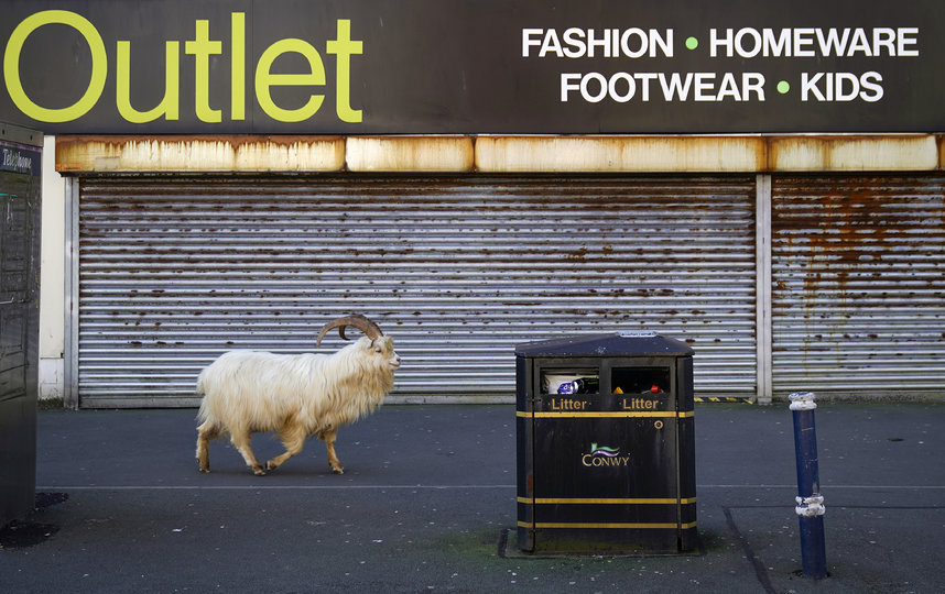 Стадо коз в Лландидно, Уэльс. Фото Getty