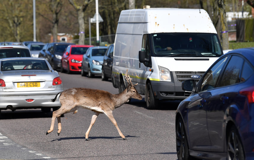 Олень перебегает дорогу в Лондоне. Фото AFP