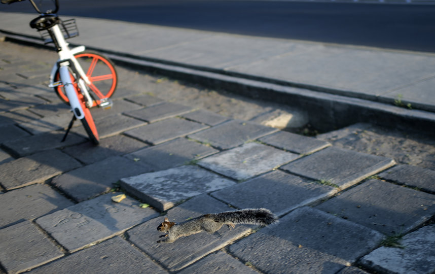 Белка в Мехико. Фото AFP