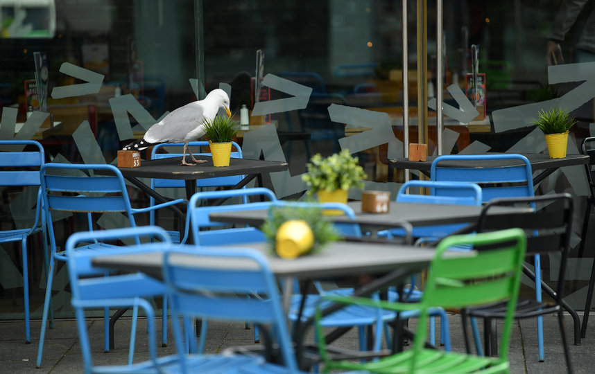 Чайки в Великобритании. Фото Getty