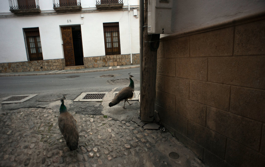 Павлины в испанском городе Ронда. 3 апреля. Фото AFP