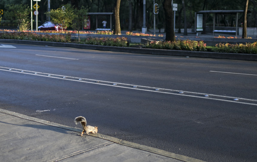 Белка в Мехико. Фото AFP