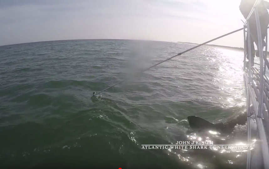 Акула-людоед попыталась атаковать исследователя: видео