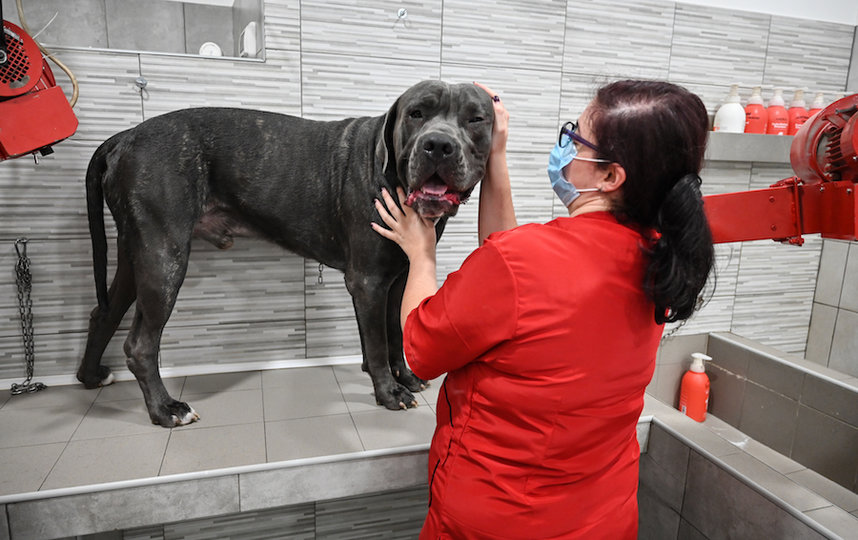 Стрижка собак в груминг-салоне в Риме. Фото AFP