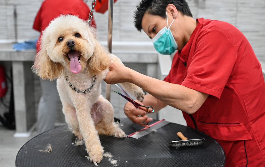 Стрижка собак в груминг-салоне в Риме. Фото AFP