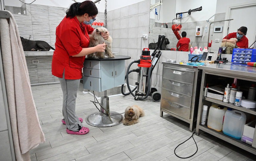 Стрижка собак в груминг-салоне в Риме. Фото AFP