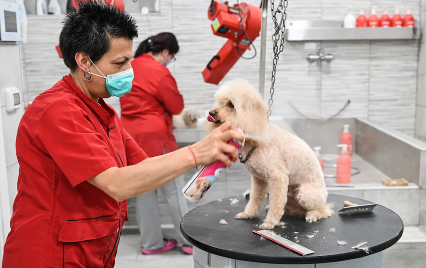 Стрижка собак в груминг-салоне в Риме. Фото AFP