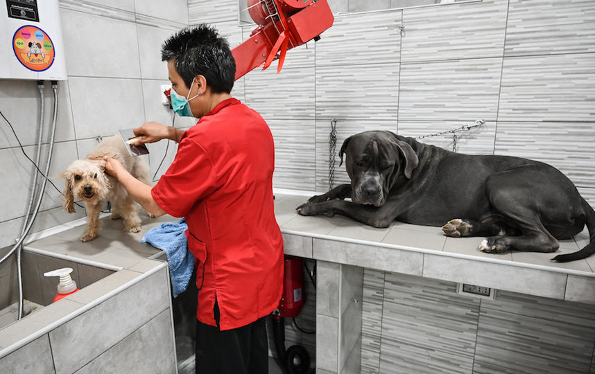 Стрижка собак в груминг-салоне в Риме. Фото AFP