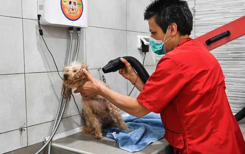 Стрижка собак в груминг-салоне в Риме. Фото AFP