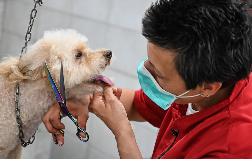 Стрижка собак в груминг-салоне в Риме. Фото AFP