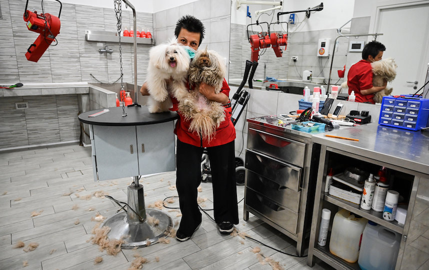 Стрижка собак в груминг-салоне в Риме. Фото AFP