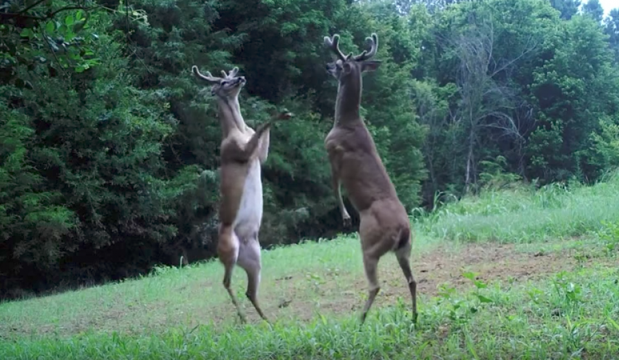 В США белохвостые олени подрались от голода, стоя на задних ногах — Видео