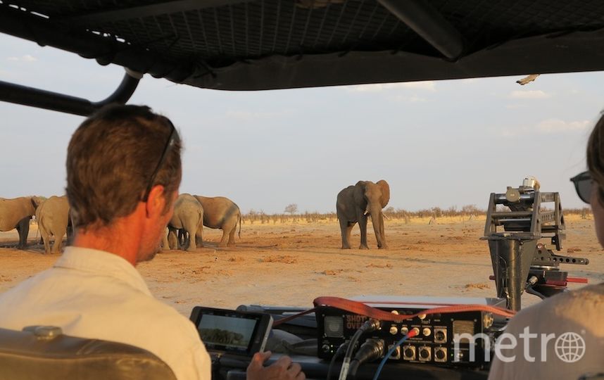 Съёмки "Дикого королевства". Фото Дарья Буянова, "Metro"