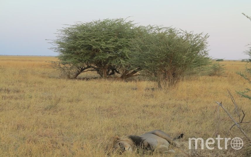 Съёмки "Дикого королевства". Фото Дарья Буянова, "Metro"