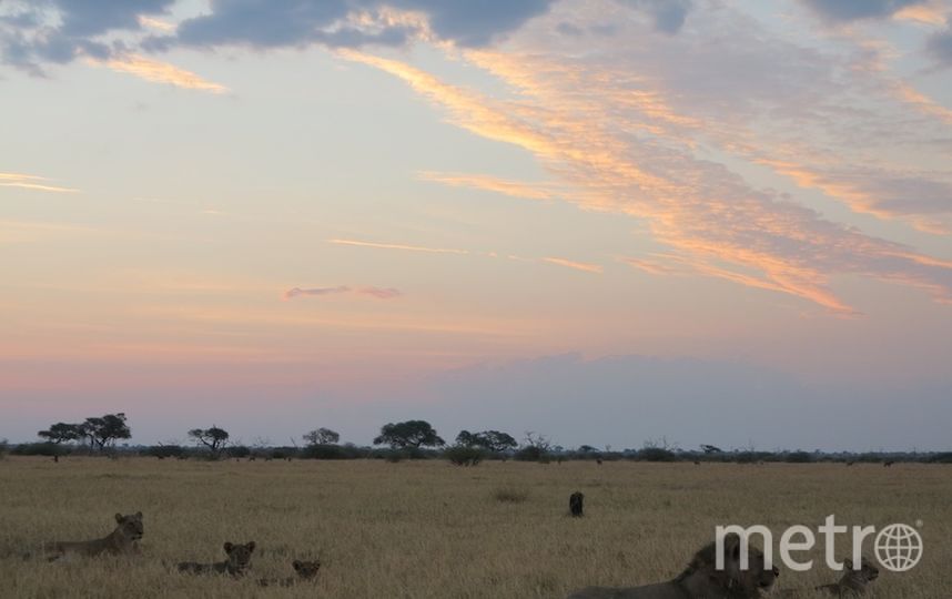 Съёмки "Дикого королевства". Фото Дарья Буянова, "Metro"
