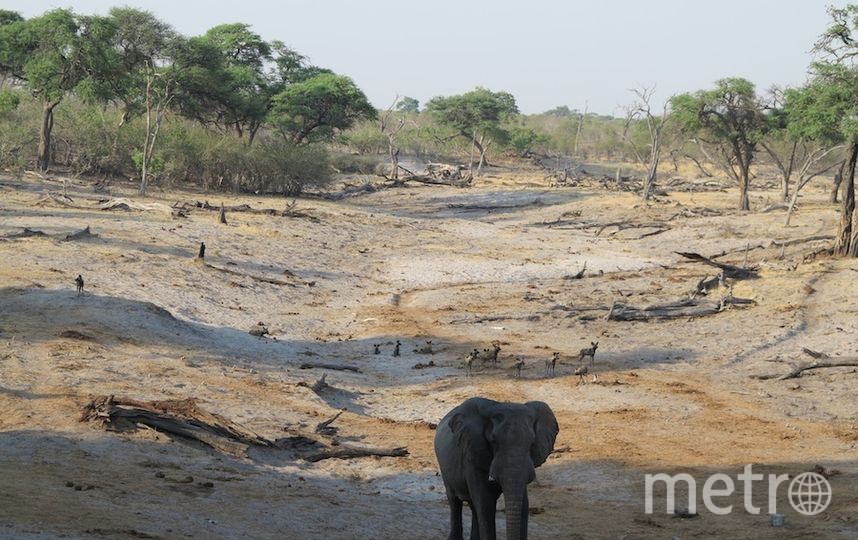 Съёмки "Дикого королевства". Фото Дарья Буянова, "Metro"
