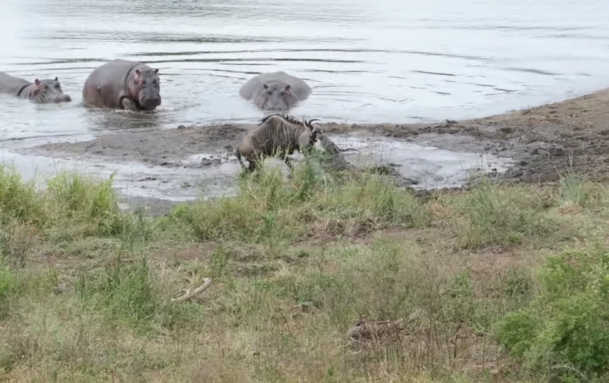 Скриншот из видео. Фото Kruger Sightings, Скриншот Youtube
