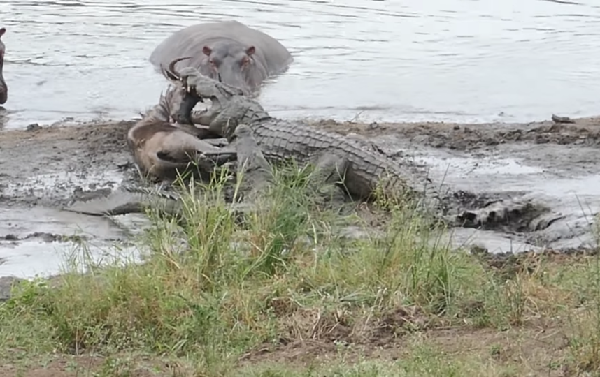 Скриншот из видео. Фото Kruger Sightings, Скриншот Youtube