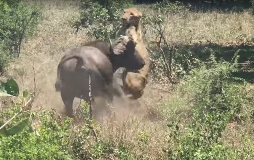 Нападение буйвола на львицу. Фото  Kruger Sightings, Скриншот Youtube