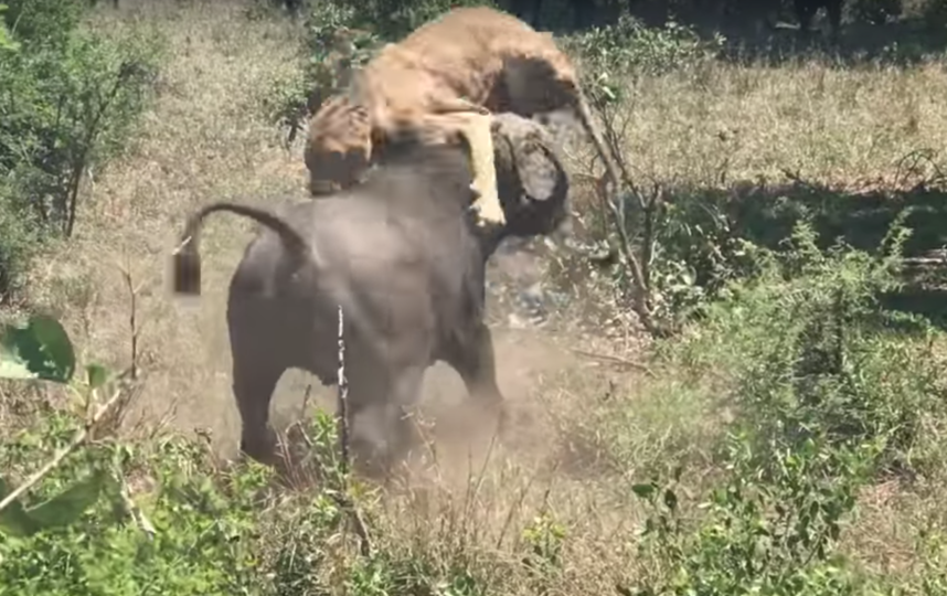 Нападение буйвола на львицу. Фото  Kruger Sightings, Скриншот Youtube