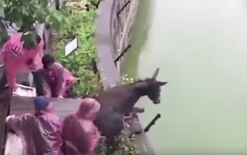 Живого осла бросили на растерзание тиграм (видео)
