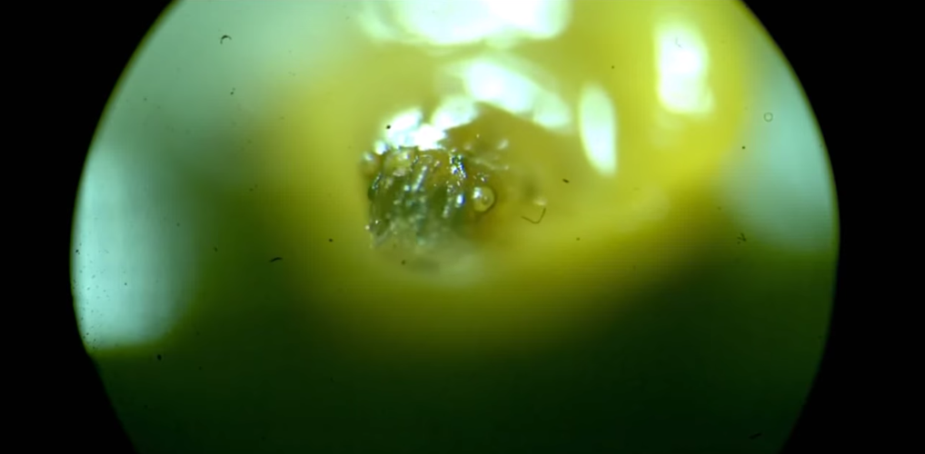 С пиццей личинки справились за два часа. Фото Скриншот youtube.com/watch?time_continue=1&v=3Ip1N8z2XLU