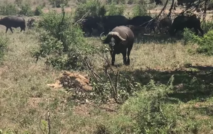 В Африке сняли на видео нападение буйвола на львицу