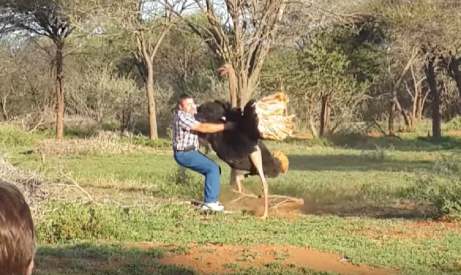 Южноафриканец попытался обнять страуса и был атакован им — Видео
