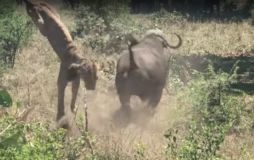 Нападение буйвола на львицу. Фото  Kruger Sightings, Скриншот Youtube