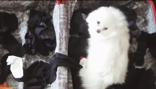 Кадр из видео Никиты Преснякова. Фото www.instagram.com/npresnyakov