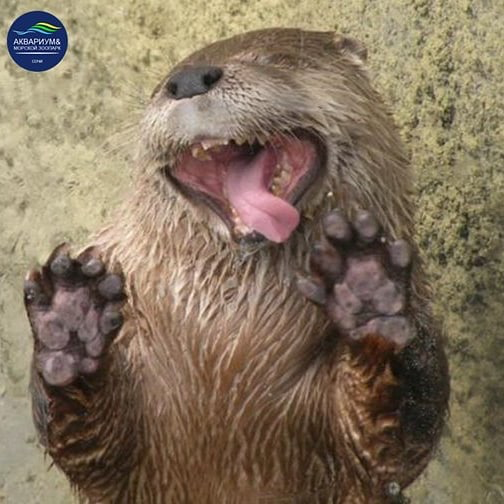 Выдра Гарри. Фото Скриншот Instagram: aquazoosochi