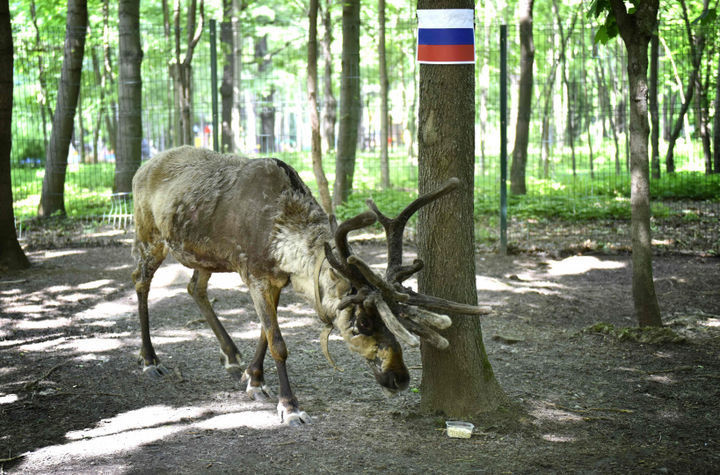 Олень Яша. Фото Администрация городского округа Химки