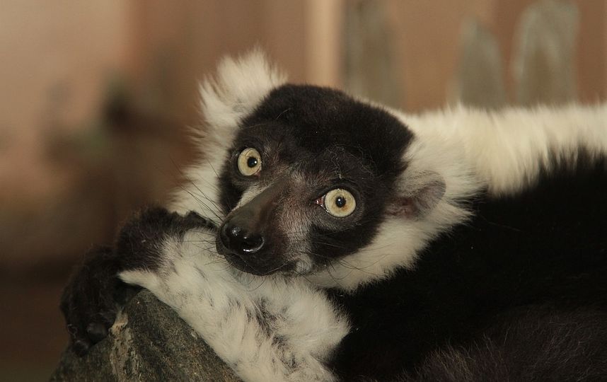 Лемур Спартак. Фото Пресс-служба Екатеринбургского зоопарка