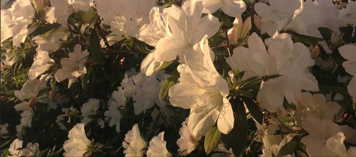 Cover photo