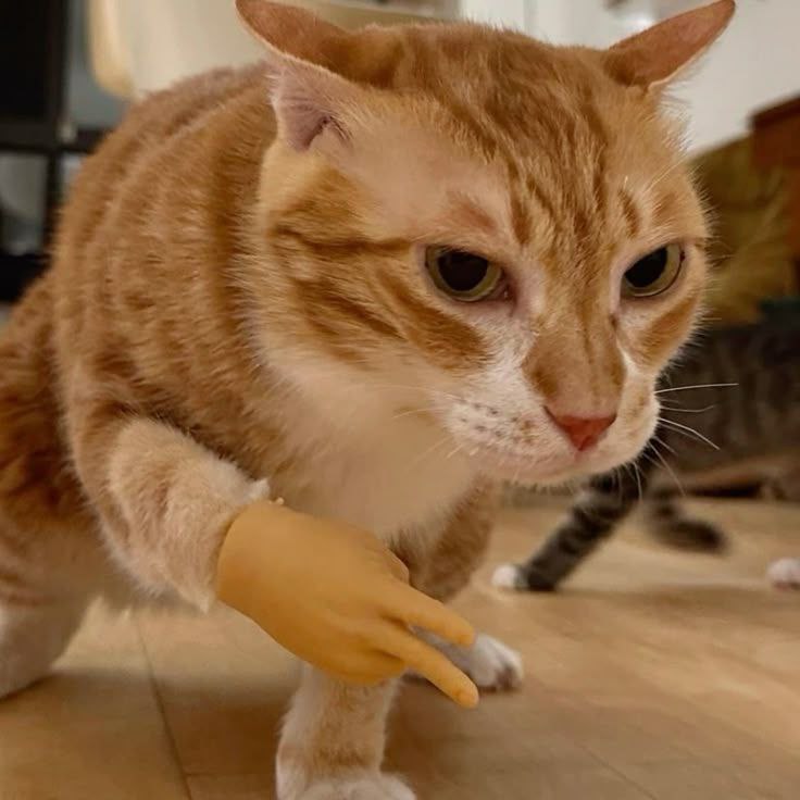 Владольный