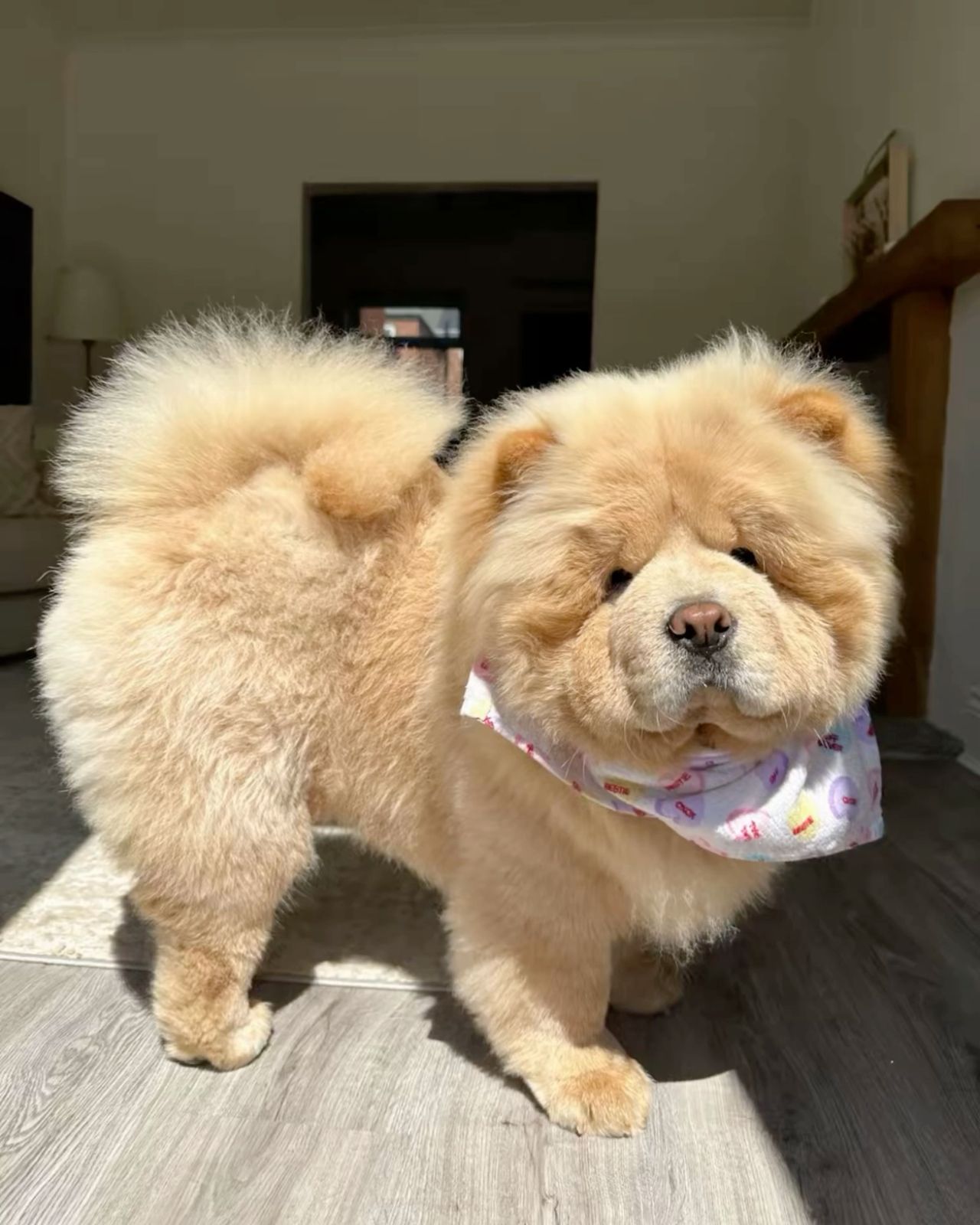 Tiffyyy, аватар пользователя