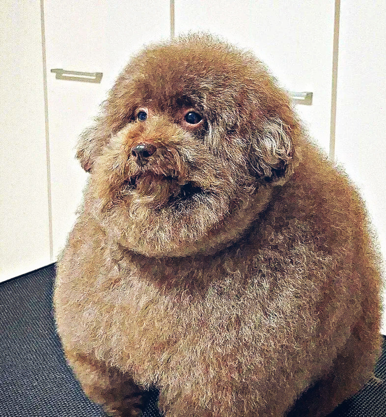 SadafUkk, аватар пользователя
