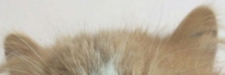 Cover photo
