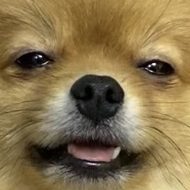 Андрей Буйвол