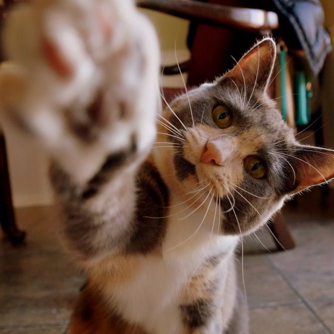 Жми за лапку