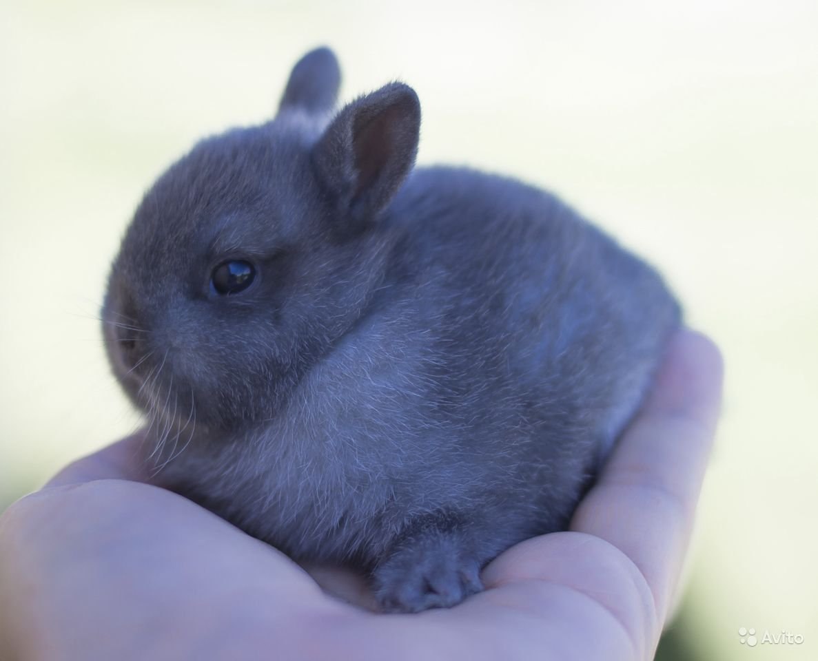 Щедрость Минора