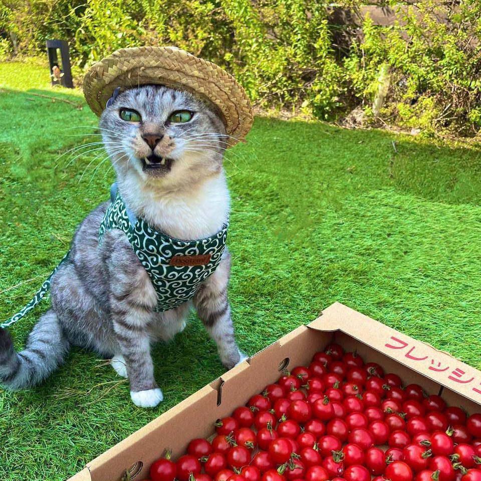 Rafik don't give a fuck