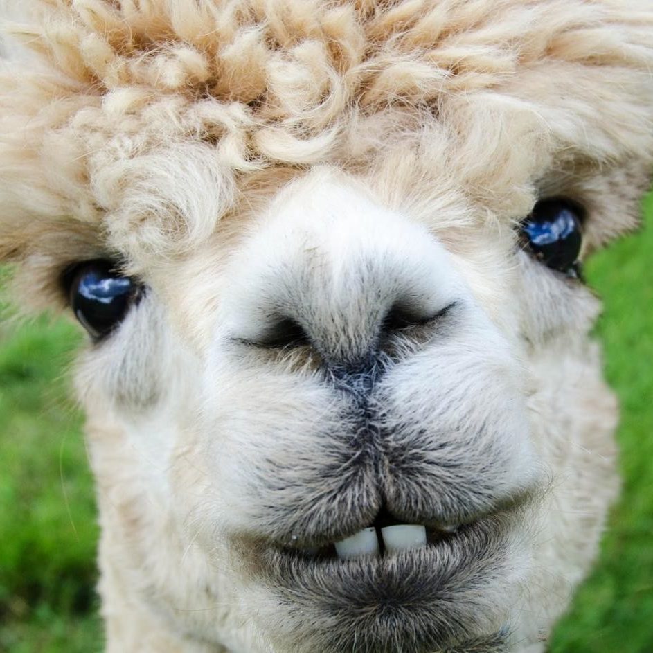 Сашка Доминатор Домоселов