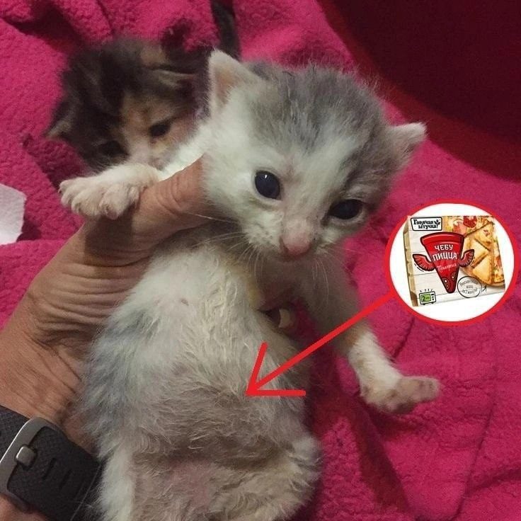 Арсен Пешков