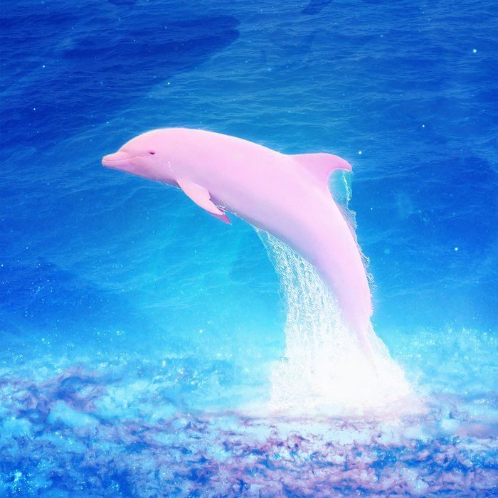 dolphindream