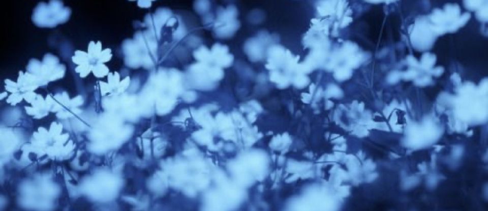 Cover photo