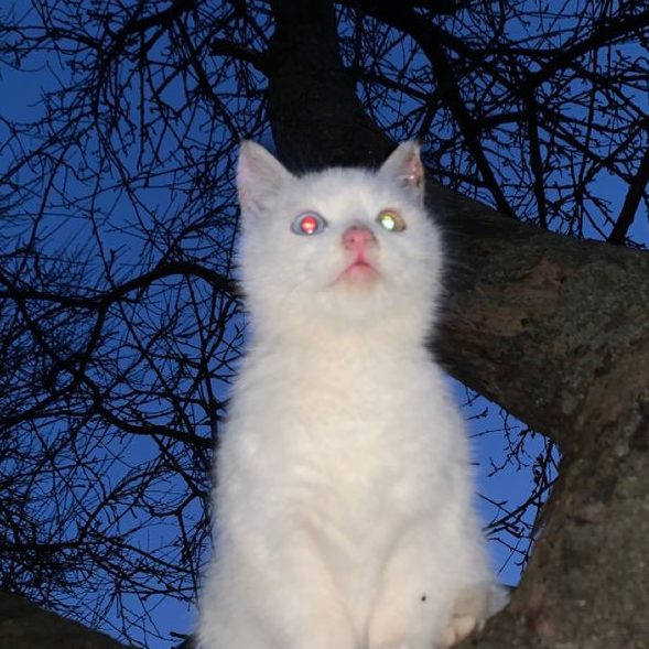 Fictionalcharacterrr