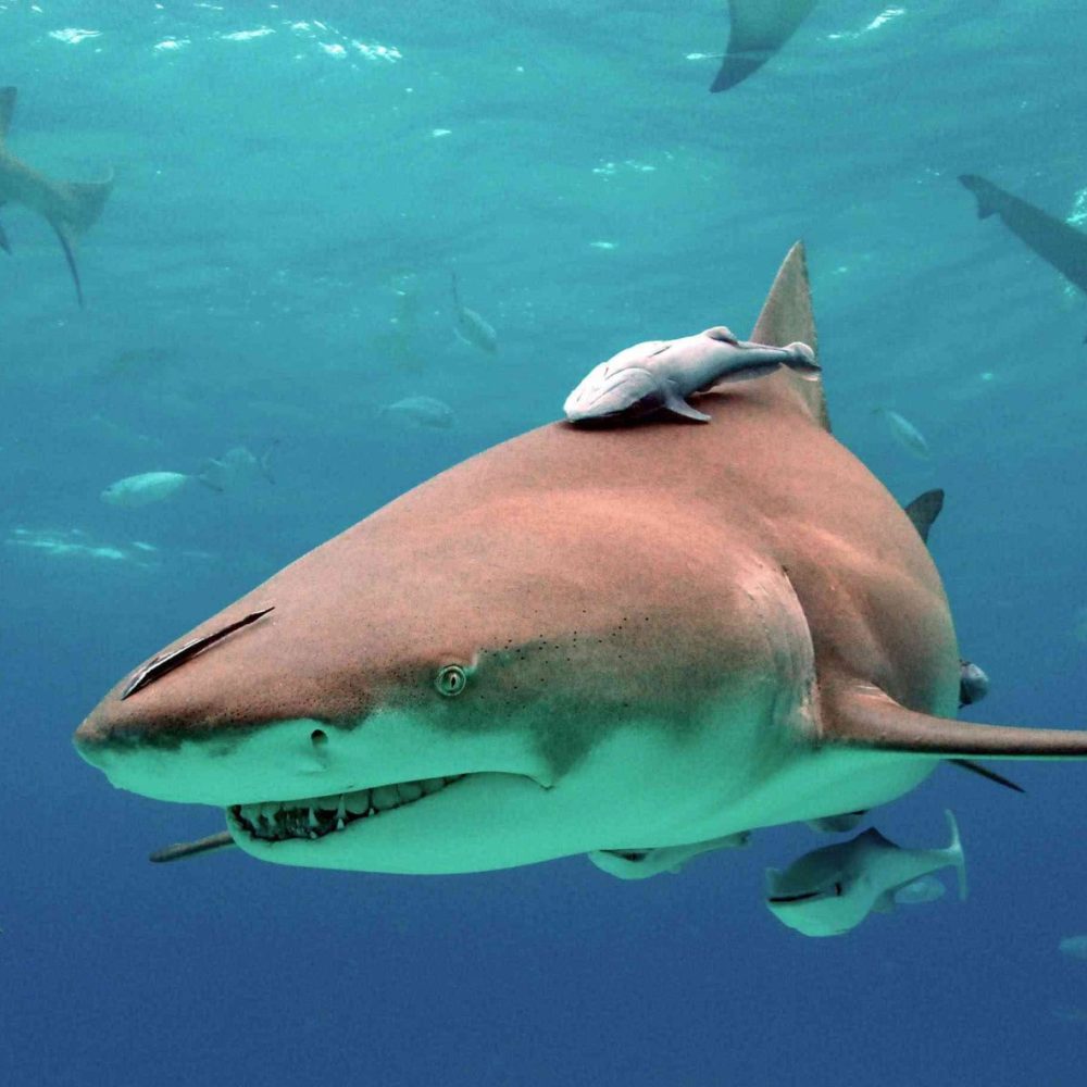 Наш слоняра